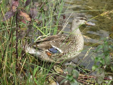 Mallard