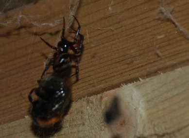 False Widow and Bee
