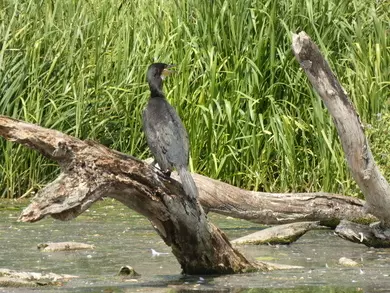 Cormorant