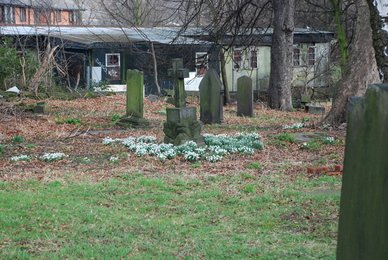 Snowdrops