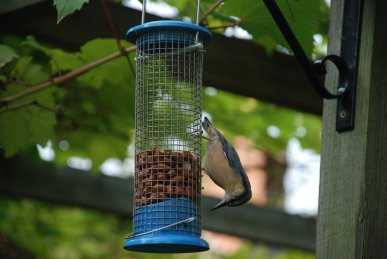 Nuthatch