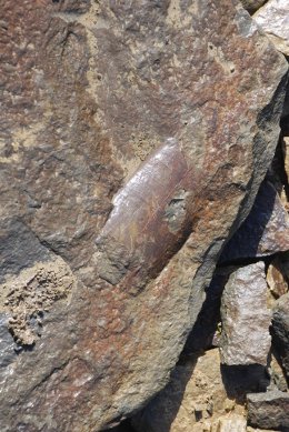 Fossil