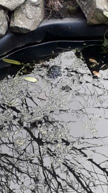 Frog Spawn