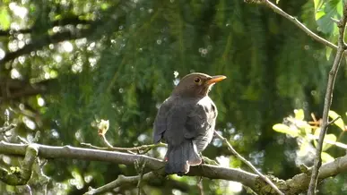 Blackbird