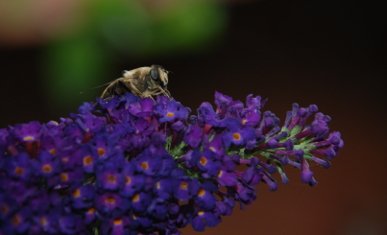 Bee