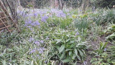 Bluebells