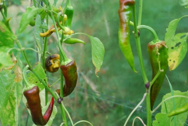 Rokita Chillies Chillias