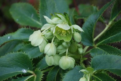 Hellebore