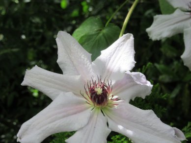 Clematis