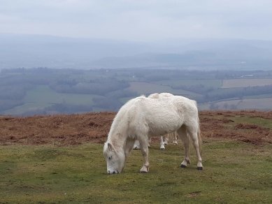 Pony