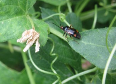 Bug