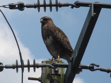 Buzzard