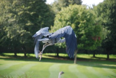 Heron