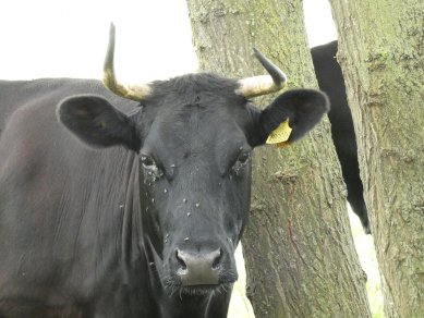 Cow