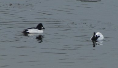 Goldeneye