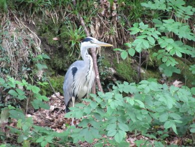 Heron