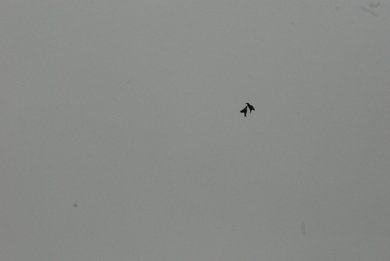 Swallows