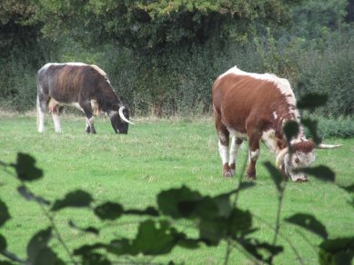 Cattle