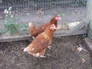 Hens