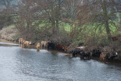 Cattle
