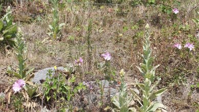 Mullein and Mallow