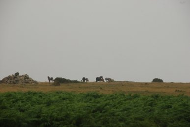 Ponies
