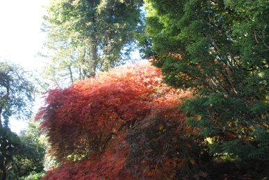 Acer