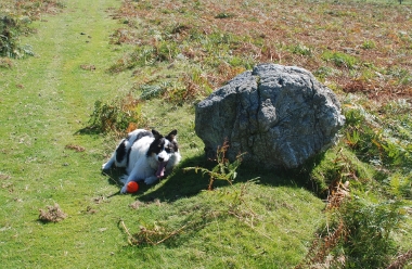 Small erratic on Hergest Ridge Erratic
