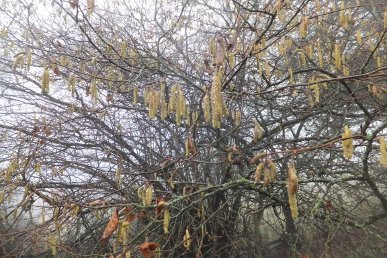 Catkins
