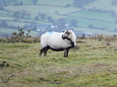 Sheep