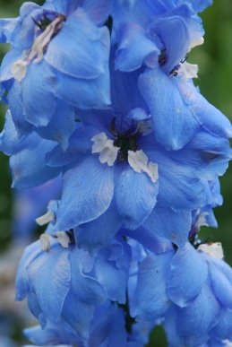 Delphinium