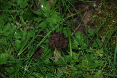 Morel