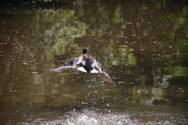 Mallard