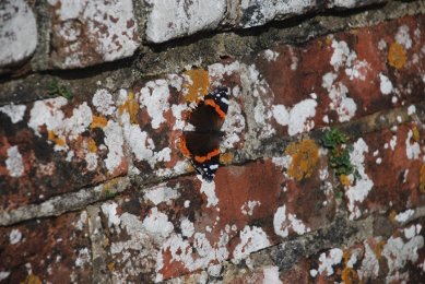 Red Admiral
