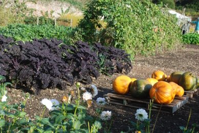 Pumpkins and Kale