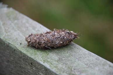 Owl Pellet