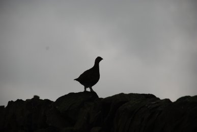 Grouse
