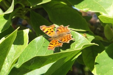 Comma