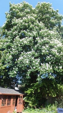 Horse Chestnut