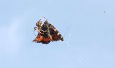 Spider