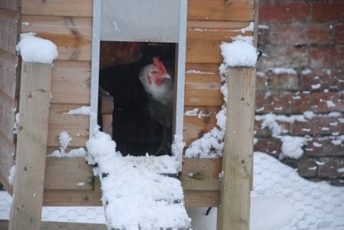 Chickens
