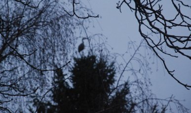 Heron