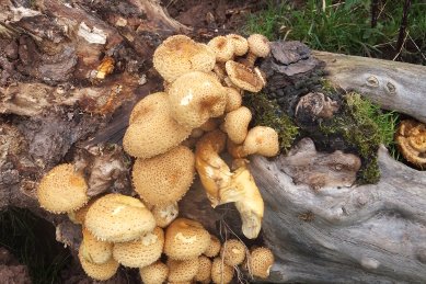 Fungus