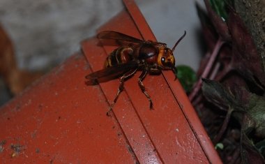 Hornet