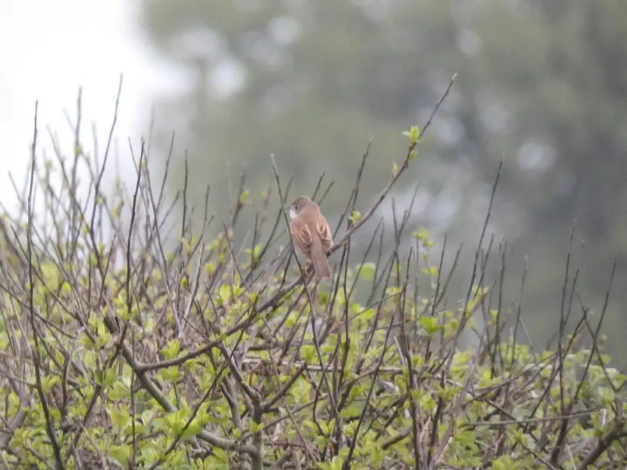 Whitethroat