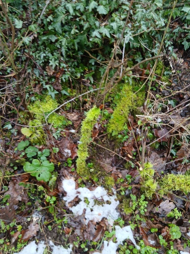 Moss