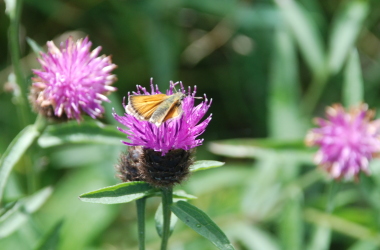 Skipper on Knapweed Skipper
