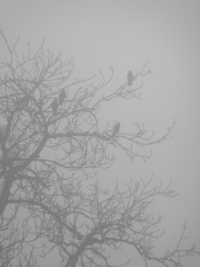Fog