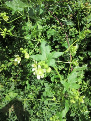 White Bryony