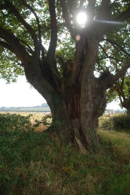 Oak